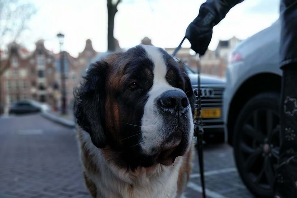 It's me or the dog!